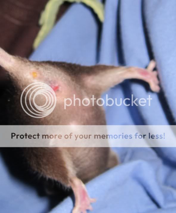 Lebian hentai pics Anus infection powered by phpbb